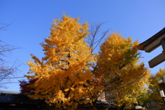 今年最後の見頃であろう紅葉５
