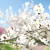 ３月後半でも満開までもう少しな梅８