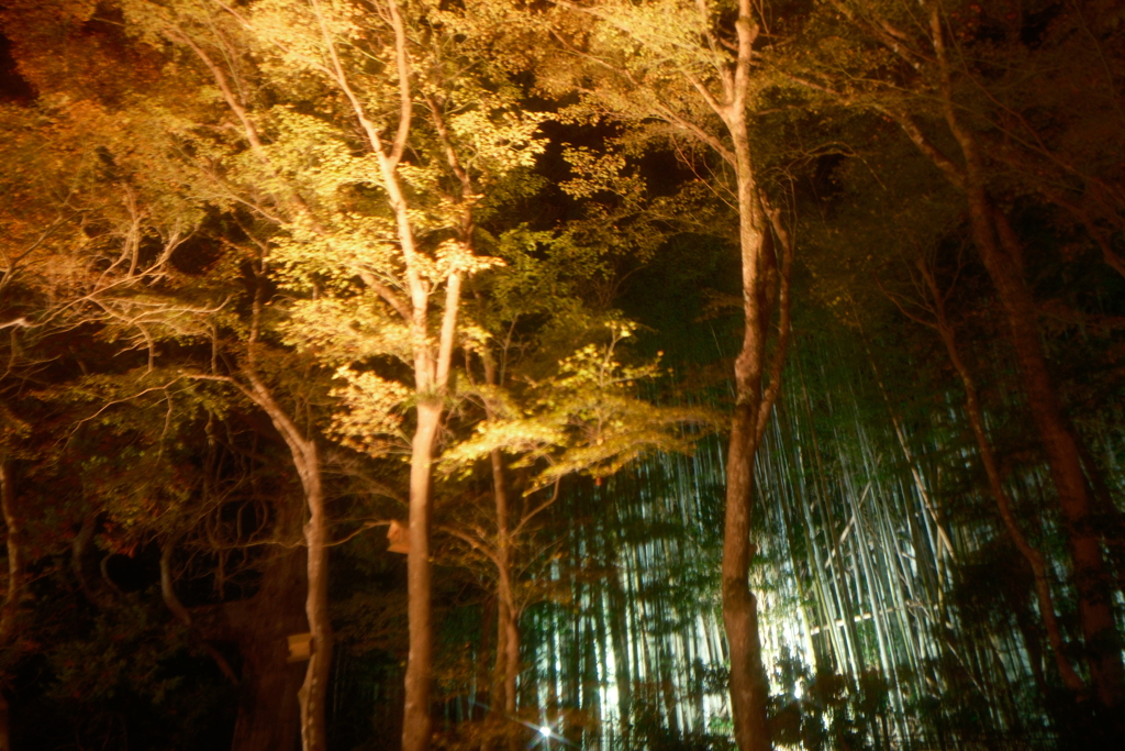 石山寺 あたら夜もみじ２
