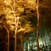 石山寺 あたら夜もみじ２