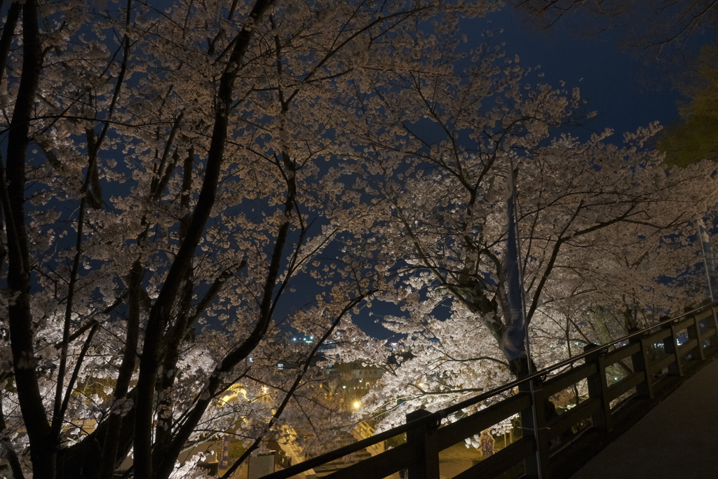 福知山城の夜桜１