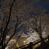 福知山城の夜桜１