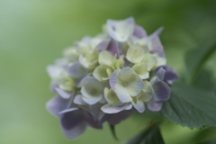 梅雨に入る前の紫陽花３