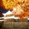 12月の紅葉２６
