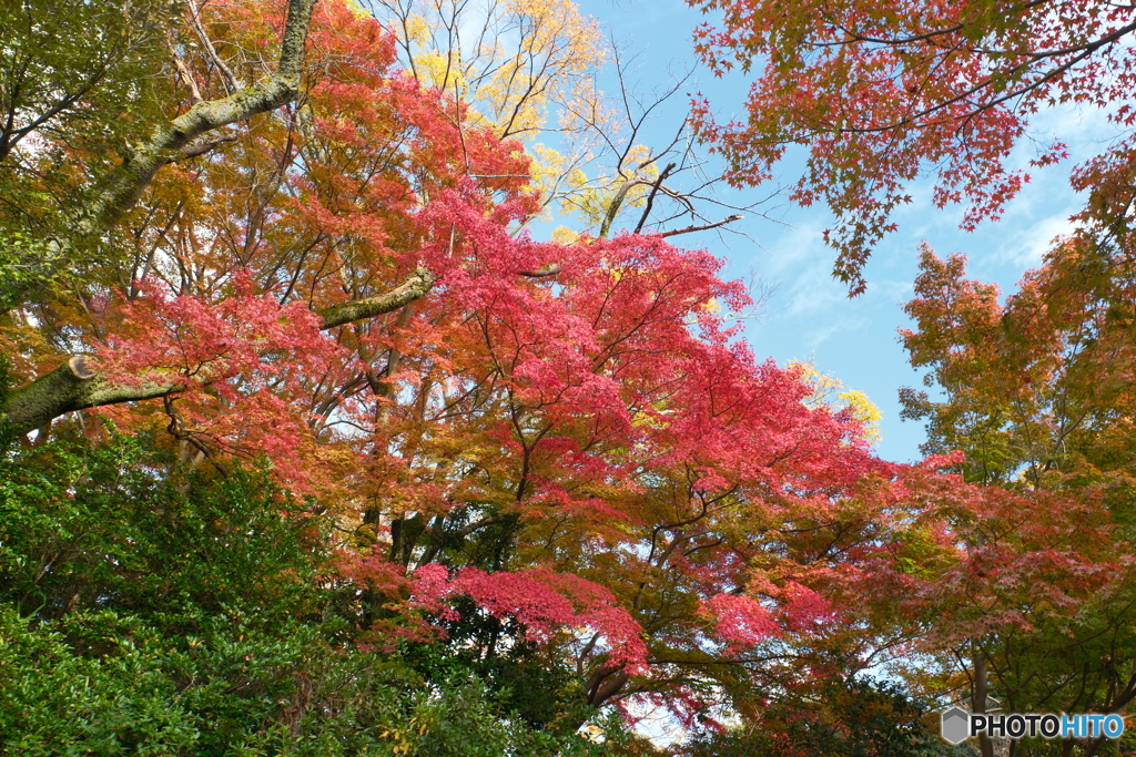 2024-11高岡古城公園の紅葉2