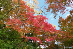 2024-11高岡古城公園の紅葉2