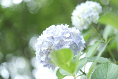 梅雨に入る前の紫陽花１