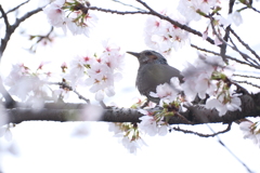 九州で桜を撮りに行くのは初めて１７