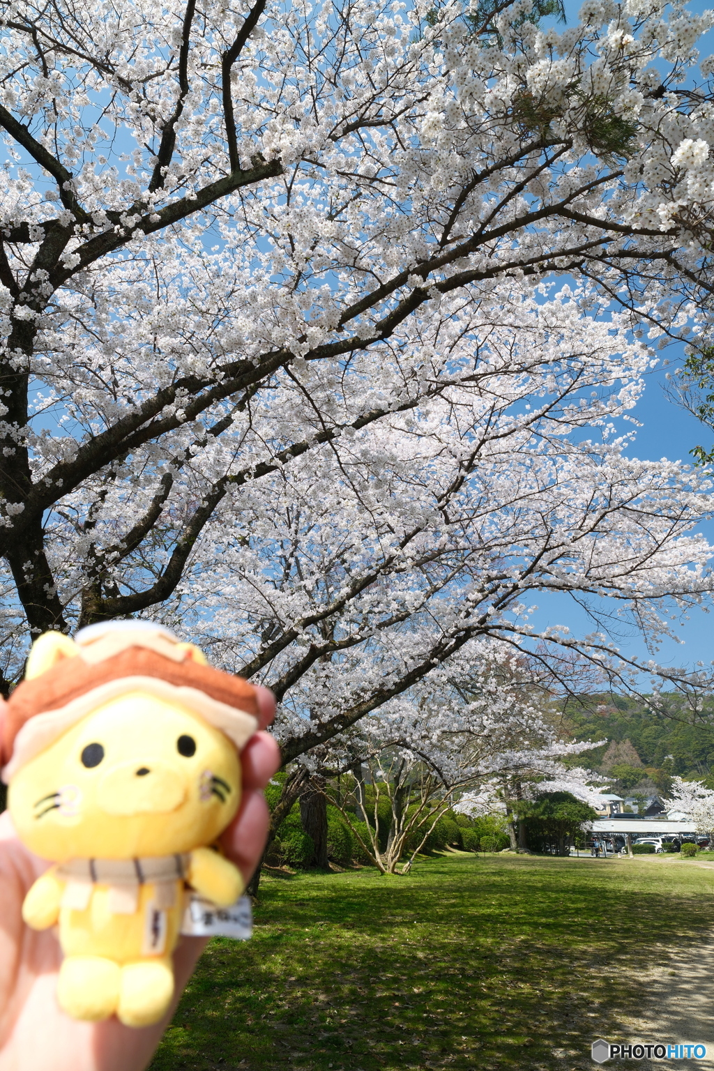 良縁は快晴の桜巡りにあり３