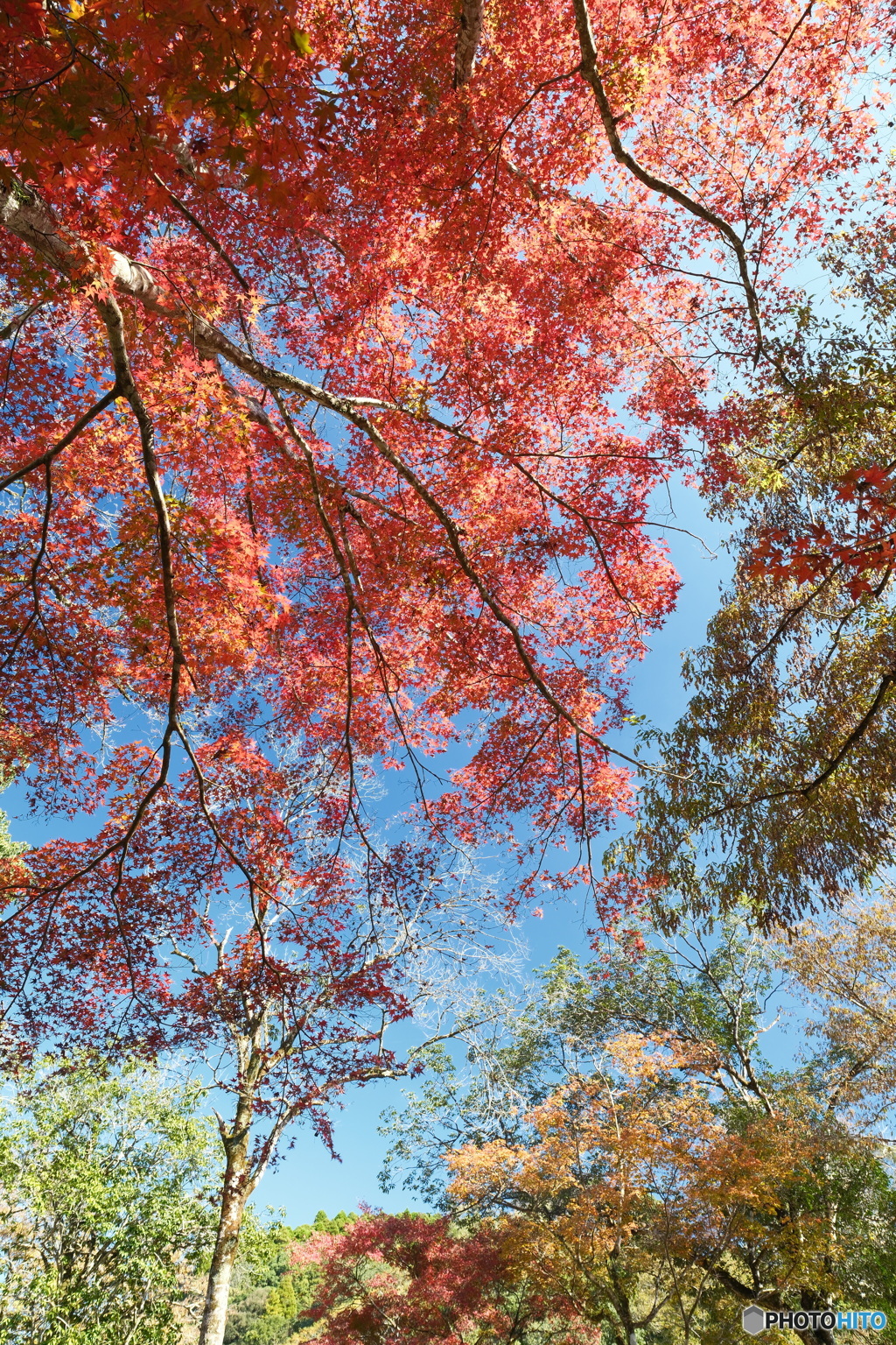 XT059576秘境で穴場な紅葉の旅７