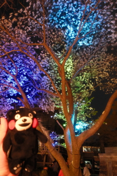 本妙寺桜灯籠３