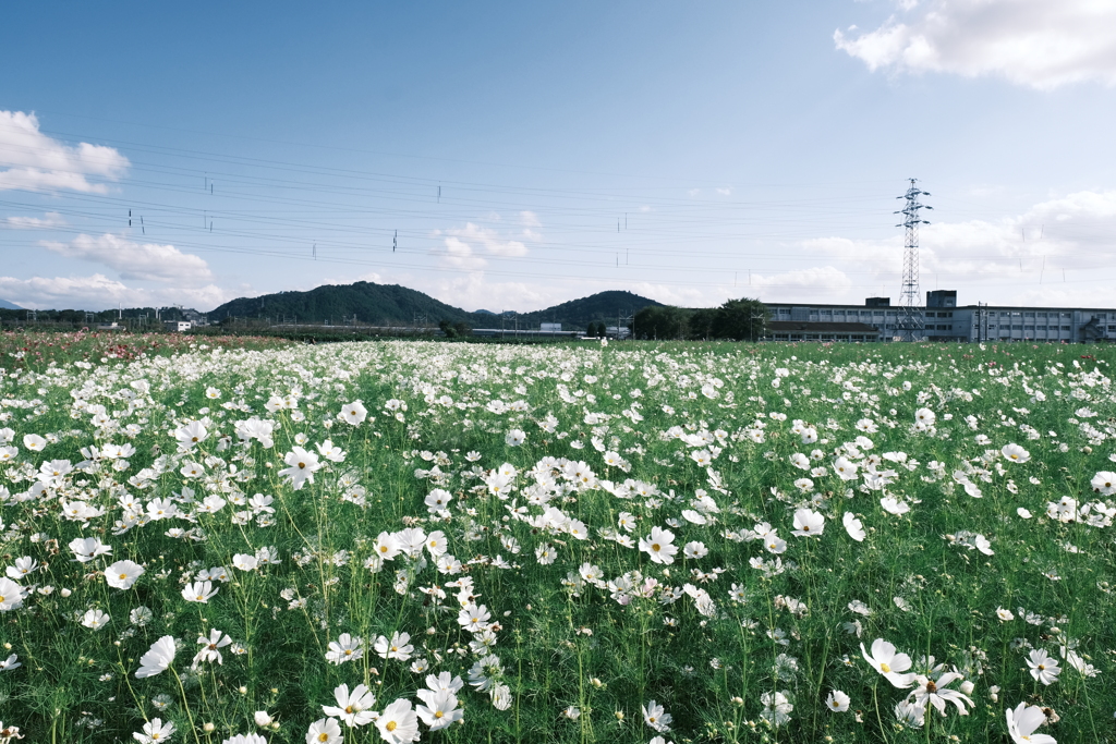 風が中々止まないコスモス畑１０