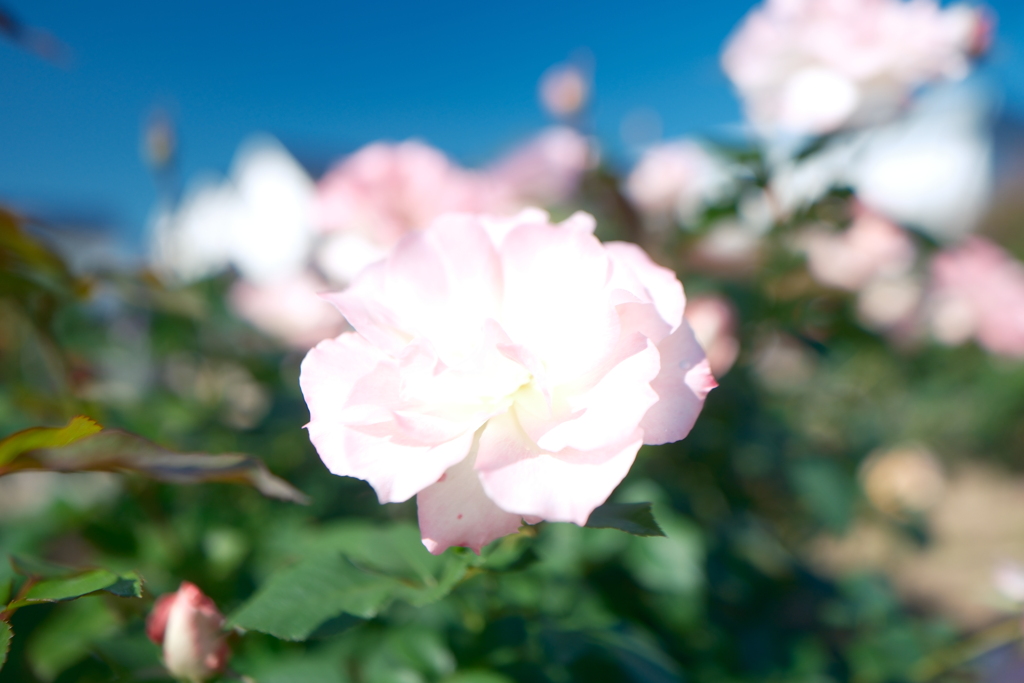 コスモスだけならぬ秋薔薇の開花もやや遅め3