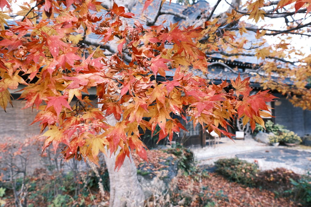 朝晩最早冬の寒さとなった紅葉の旅２