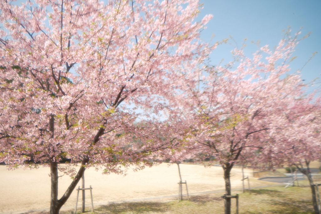 ３月末に見れた桜は河津桜２