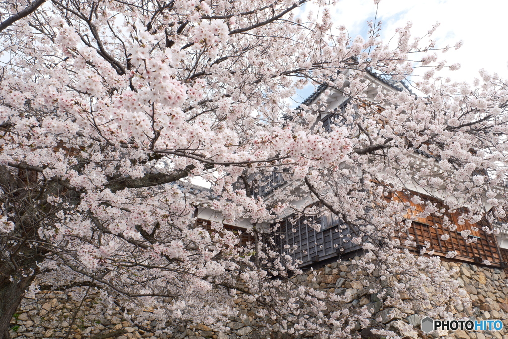 2024福知山城の桜３