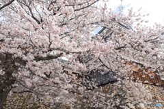 2024福知山城の桜３