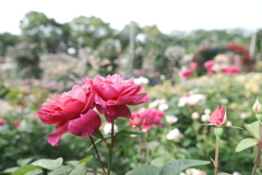 なばなの里の薔薇園５