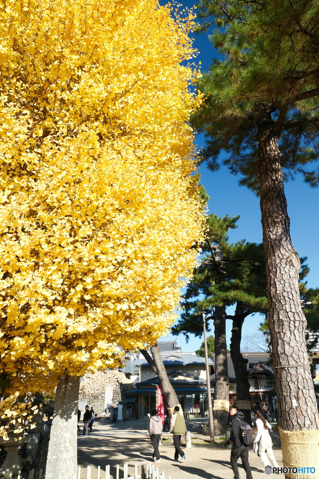 岡崎城公園の紅葉２