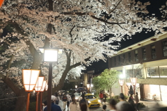 終電迄時間がなかったので大急ぎで撮った夜桜、兼六園と金沢城公園の間３
