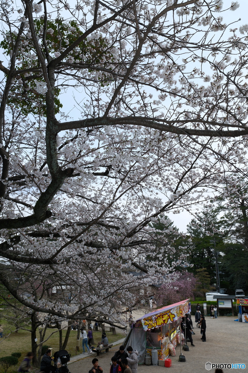 松江城の桜巡り９