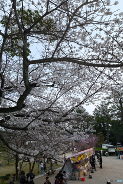 松江城の桜巡り９