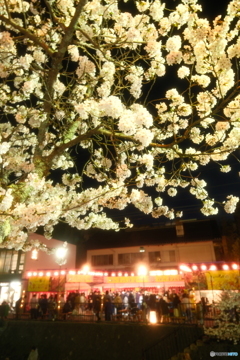 玉湯川堤の夜桜５
