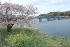今年の桜は見頃のタイミングに難攻した挙句散り始め、綾部にて２