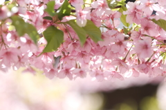見頃な桜を探して２