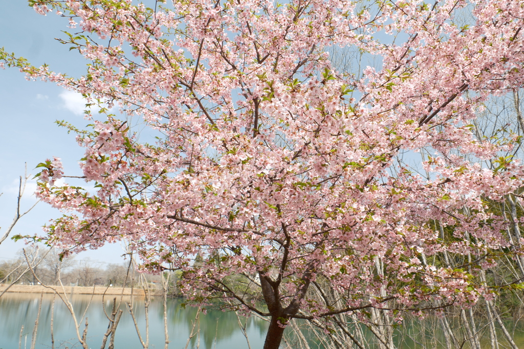 ３月末に見れた桜は河津桜５