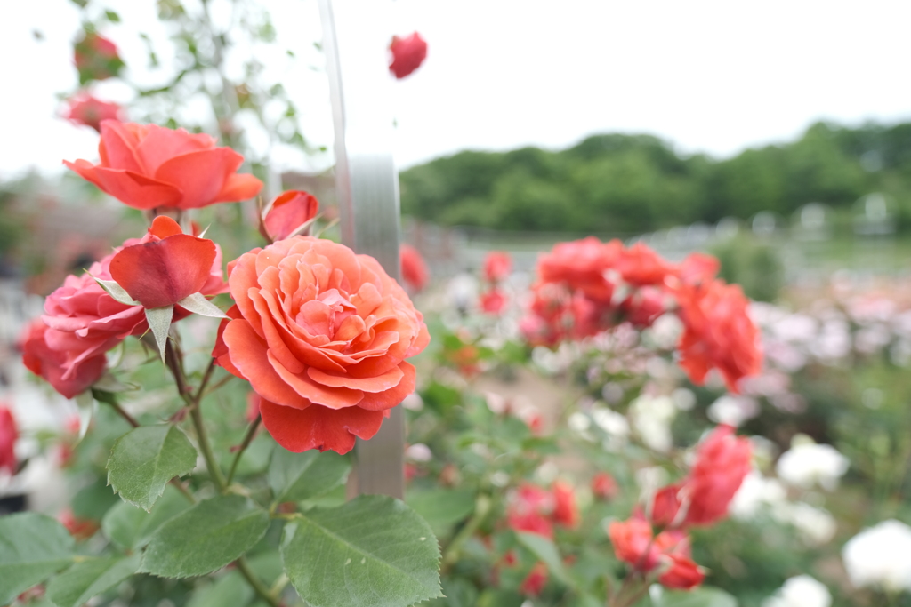 広大な薔薇園、ぎふワールドローズガーデン５