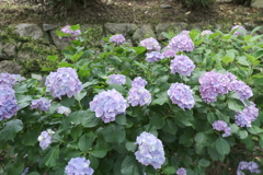 梅雨に入る前の紫陽花２