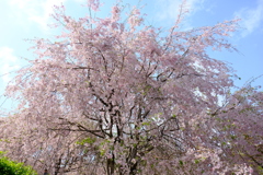 大美和の杜 展望台周辺の桜1