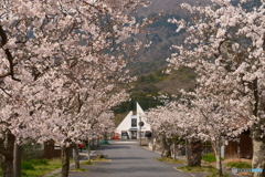 2024年丹後由良駅前の桜３
