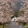 2024年丹後由良駅前の桜３