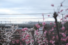 梅と一緒に流し撮り２