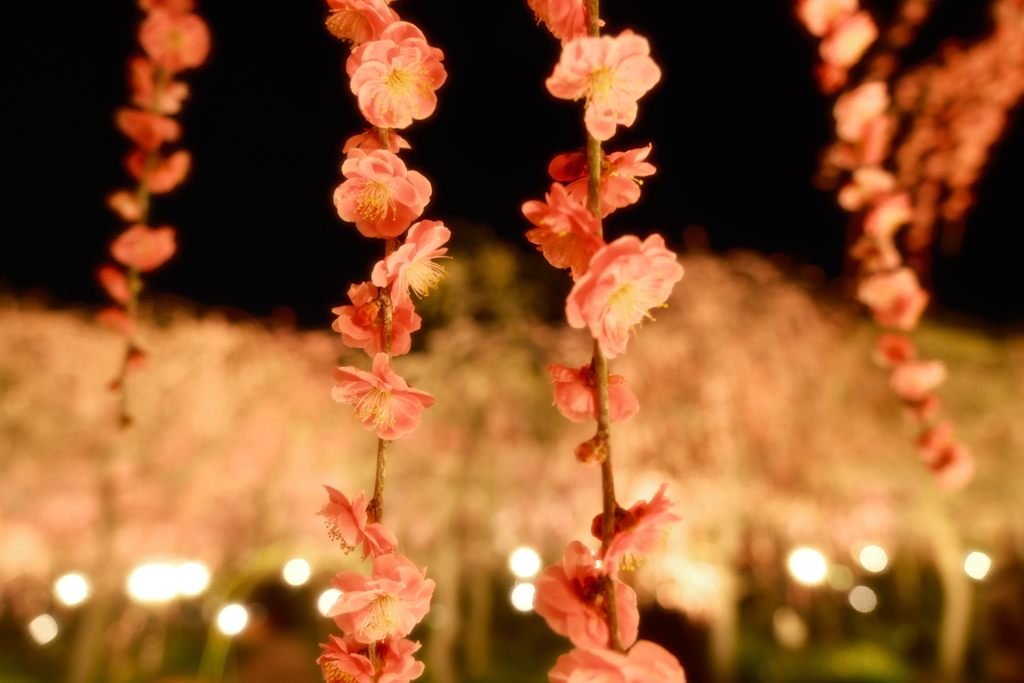 春の訪れ、梅の花ライトアップ５