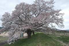 今年の桜は見頃のタイミングに難攻した挙句散り始め、綾部にて５