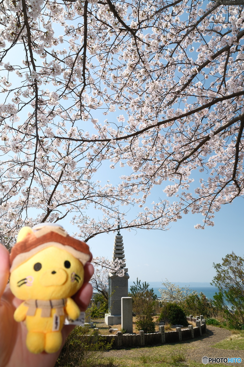 島根県桜巡りの最終日は快晴６
