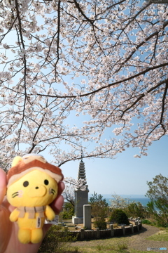 島根県桜巡りの最終日は快晴６