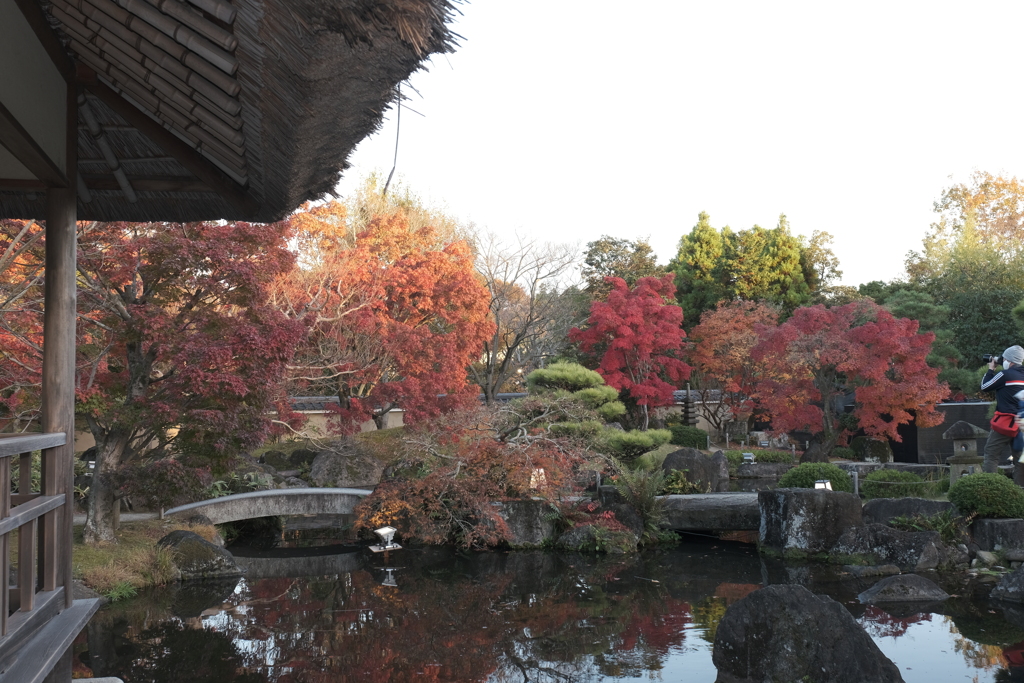 仕事は休業中、紅葉は播州、好古園にて９