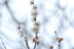 水滴が残る花びら１