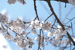 見頃まであと少し３
