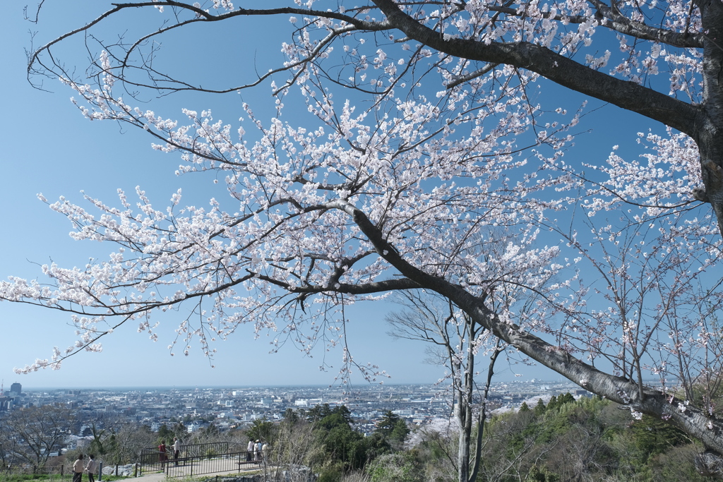 快晴の桜日和、卯辰山公園にて５