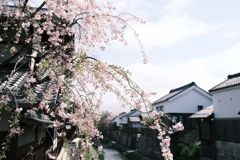桜の季節が終わった時、GWで滋賀へと異動となります１