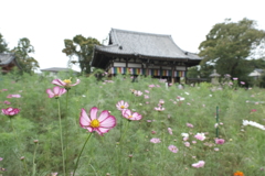 花の気候は秋、気温はまだ夏３