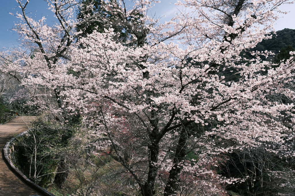 晴れた日に見れた見頃の桜、長谷寺にて２