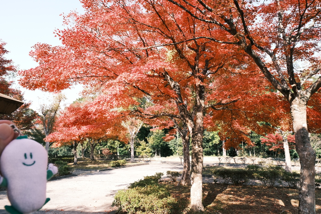 11/15にして今年の日中最後の紅葉巡り１２