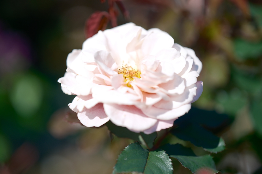 コスモスだけならぬ秋薔薇の開花もやや遅め1