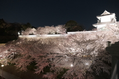 終電迄時間がなかったので大急ぎで撮った夜桜、兼六園と金沢城公園の間５